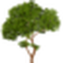 Absolute Tree Inc. logo
